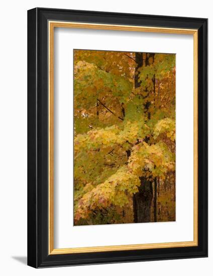 USA, Michigan, Upper Peninsula. Red Maple Trees in Autumn Color-Don Grall-Framed Photographic Print