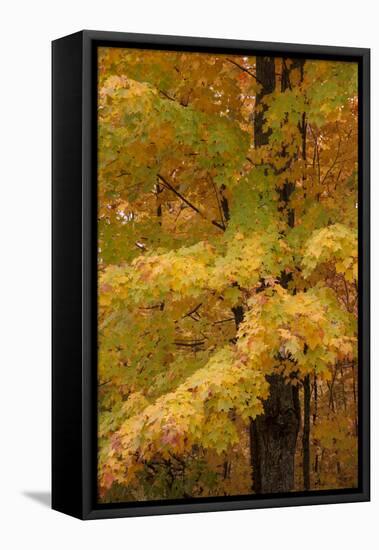 USA, Michigan, Upper Peninsula. Red Maple Trees in Autumn Color-Don Grall-Framed Premier Image Canvas