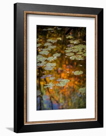 USA, Minnesota, Itasca State Park-Peter Hawkins-Framed Photographic Print