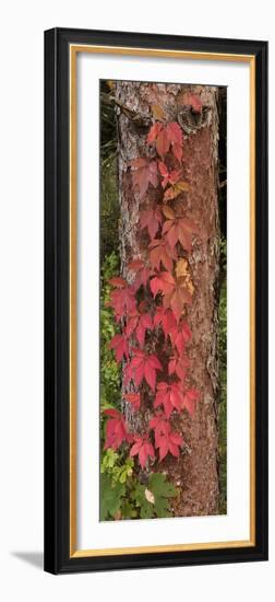 USA, Minnesota, Itasca State Park-Peter Hawkins-Framed Photographic Print