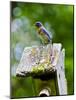 USA, Minnesota, Mendota Heights, Eastern Bluebird-Bernard Friel-Mounted Photographic Print