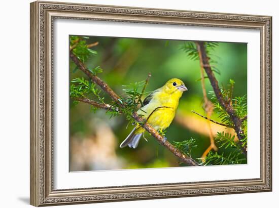 USA, Minnesota, Mendota Heights, Mohican Lane, American Goldfinch-Bernard Friel-Framed Photographic Print