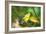 USA, Minnesota, Mendota Heights, Mohican Lane, American Goldfinch-Bernard Friel-Framed Photographic Print