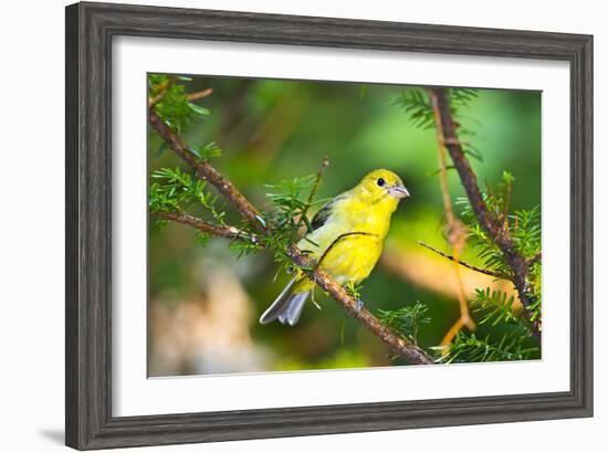 USA, Minnesota, Mendota Heights, Mohican Lane, American Goldfinch-Bernard Friel-Framed Photographic Print