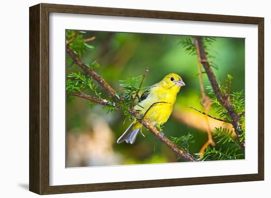 USA, Minnesota, Mendota Heights, Mohican Lane, American Goldfinch-Bernard Friel-Framed Photographic Print