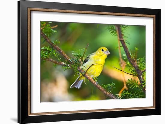 USA, Minnesota, Mendota Heights, Mohican Lane, American Goldfinch-Bernard Friel-Framed Photographic Print