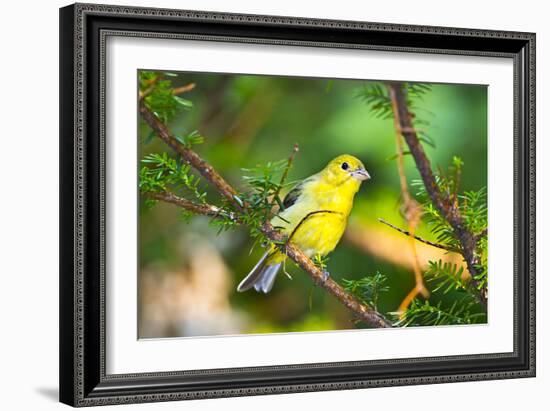 USA, Minnesota, Mendota Heights, Mohican Lane, American Goldfinch-Bernard Friel-Framed Photographic Print