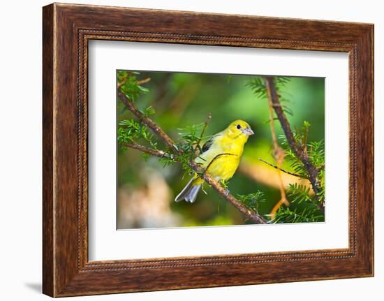 USA, Minnesota, Mendota Heights, Mohican Lane, American Goldfinch-Bernard Friel-Framed Photographic Print