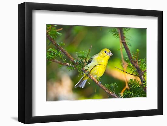 USA, Minnesota, Mendota Heights, Mohican Lane, American Goldfinch-Bernard Friel-Framed Photographic Print