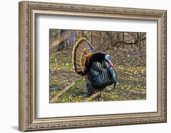 USA, Minnesota, Mendota Heights, Wild Turkey, Displaying-Bernard Friel-Framed Photographic Print