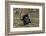 USA, Minnesota, Mendota Heights, Wild Turkey, Displaying-Bernard Friel-Framed Photographic Print