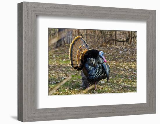 USA, Minnesota, Mendota Heights, Wild Turkey, Displaying-Bernard Friel-Framed Photographic Print