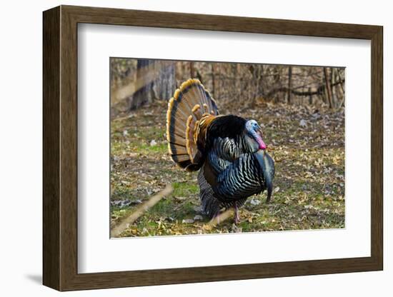 USA, Minnesota, Mendota Heights, Wild Turkey, Displaying-Bernard Friel-Framed Photographic Print