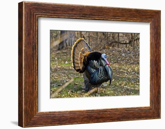 USA, Minnesota, Mendota Heights, Wild Turkey, Displaying-Bernard Friel-Framed Photographic Print