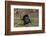 USA, Minnesota, Mendota Heights, Wild Turkey, Displaying-Bernard Friel-Framed Photographic Print