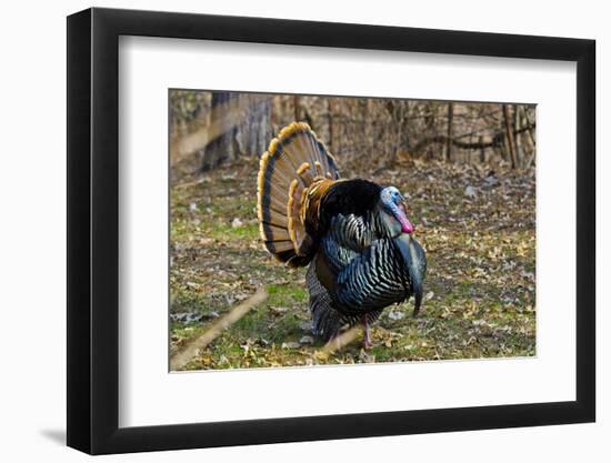 USA, Minnesota, Mendota Heights, Wild Turkey, Displaying-Bernard Friel-Framed Photographic Print