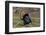 USA, Minnesota, Mendota Heights, Wild Turkey, Displaying-Bernard Friel-Framed Photographic Print