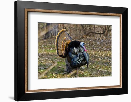 USA, Minnesota, Mendota Heights, Wild Turkey, Displaying-Bernard Friel-Framed Photographic Print