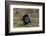 USA, Minnesota, Mendota Heights, Wild Turkey, Displaying-Bernard Friel-Framed Photographic Print