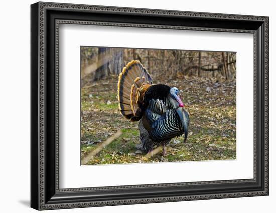 USA, Minnesota, Mendota Heights, Wild Turkey, Displaying-Bernard Friel-Framed Photographic Print