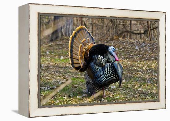 USA, Minnesota, Mendota Heights, Wild Turkey, Displaying-Bernard Friel-Framed Premier Image Canvas