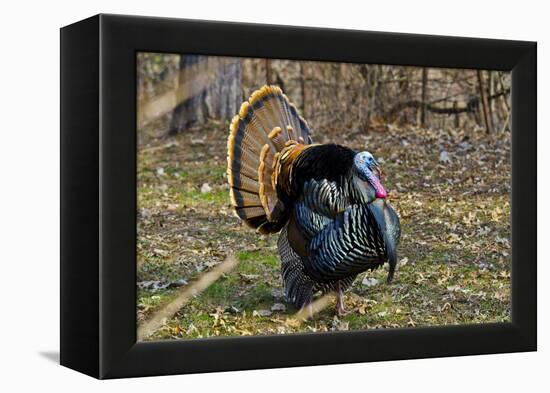 USA, Minnesota, Mendota Heights, Wild Turkey, Displaying-Bernard Friel-Framed Premier Image Canvas