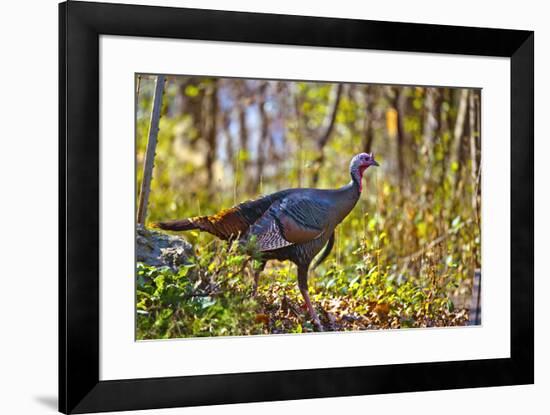 USA, Minnesota, Mendota Heights, Wild Turkey-Bernard Friel-Framed Premium Photographic Print