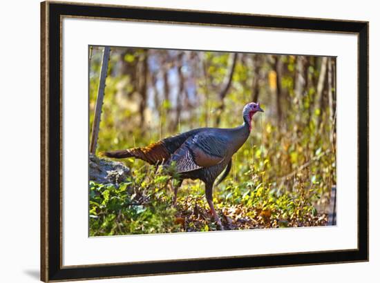 USA, Minnesota, Mendota Heights, Wild Turkey-Bernard Friel-Framed Premium Photographic Print