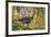 USA, Minnesota, Mendota Heights, Wild Turkey-Bernard Friel-Framed Premium Photographic Print