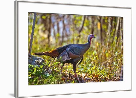 USA, Minnesota, Mendota Heights, Wild Turkey-Bernard Friel-Framed Premium Photographic Print