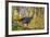 USA, Minnesota, Mendota Heights, Wild Turkey-Bernard Friel-Framed Premium Photographic Print