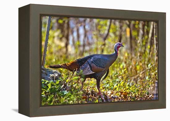 USA, Minnesota, Mendota Heights, Wild Turkey-Bernard Friel-Framed Premier Image Canvas