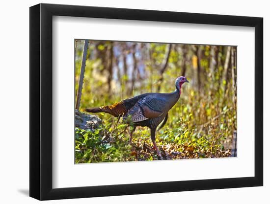 USA, Minnesota, Mendota Heights, Wild Turkey-Bernard Friel-Framed Photographic Print