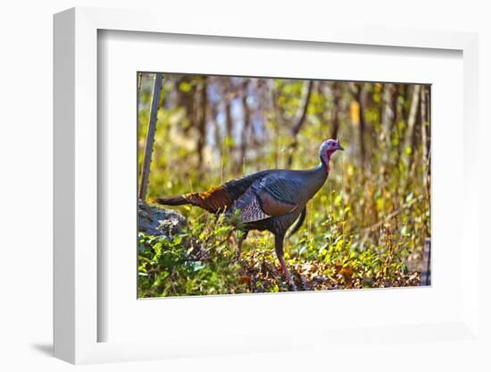 USA, Minnesota, Mendota Heights, Wild Turkey-Bernard Friel-Framed Photographic Print