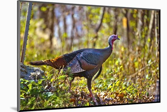 USA, Minnesota, Mendota Heights, Wild Turkey-Bernard Friel-Mounted Photographic Print