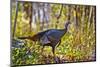 USA, Minnesota, Mendota Heights, Wild Turkey-Bernard Friel-Mounted Photographic Print