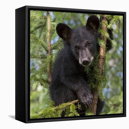 USA, Minnesota, Minnesota Wildlife Connection. Black bear in a tree.-Wendy Kaveney-Framed Premier Image Canvas