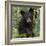 USA, Minnesota, Minnesota Wildlife Connection. Black bear in a tree.-Wendy Kaveney-Framed Photographic Print