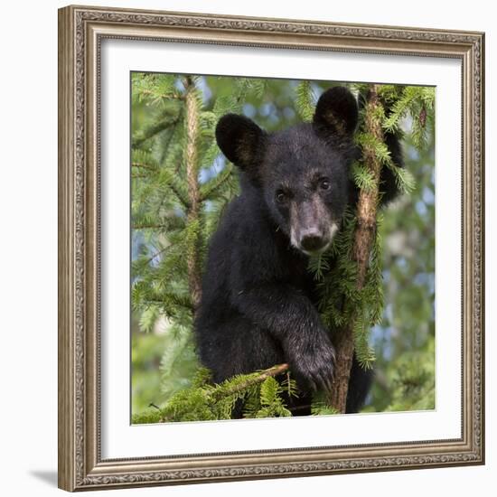 USA, Minnesota, Minnesota Wildlife Connection. Black bear in a tree.-Wendy Kaveney-Framed Photographic Print