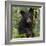 USA, Minnesota, Minnesota Wildlife Connection. Black bear in a tree.-Wendy Kaveney-Framed Photographic Print