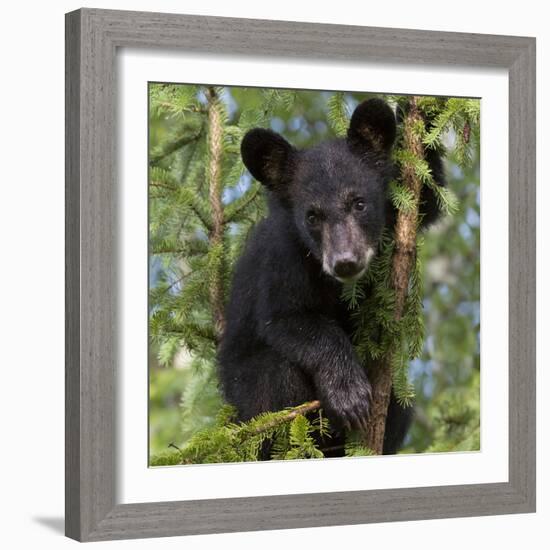 USA, Minnesota, Minnesota Wildlife Connection. Black bear in a tree.-Wendy Kaveney-Framed Photographic Print