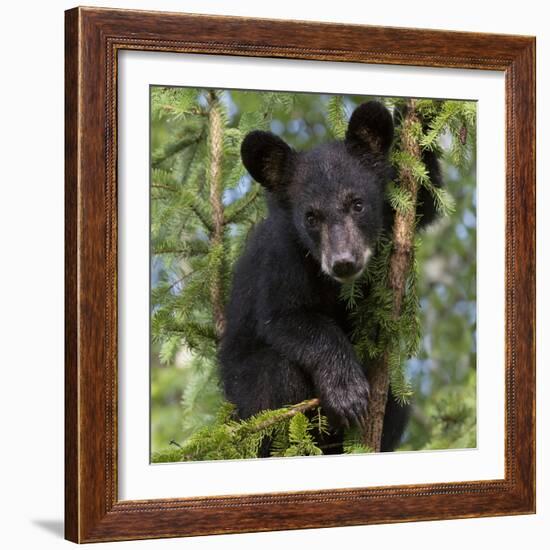 USA, Minnesota, Minnesota Wildlife Connection. Black bear in a tree.-Wendy Kaveney-Framed Photographic Print