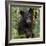 USA, Minnesota, Minnesota Wildlife Connection. Black bear in a tree.-Wendy Kaveney-Framed Photographic Print