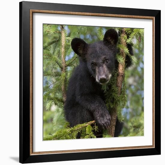 USA, Minnesota, Minnesota Wildlife Connection. Black bear in a tree.-Wendy Kaveney-Framed Photographic Print