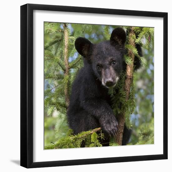 USA, Minnesota, Minnesota Wildlife Connection. Black bear in a tree.-Wendy Kaveney-Framed Photographic Print