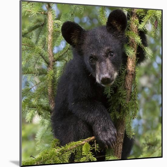 USA, Minnesota, Minnesota Wildlife Connection. Black bear in a tree.-Wendy Kaveney-Mounted Photographic Print