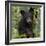 USA, Minnesota, Minnesota Wildlife Connection. Black bear in a tree.-Wendy Kaveney-Framed Photographic Print