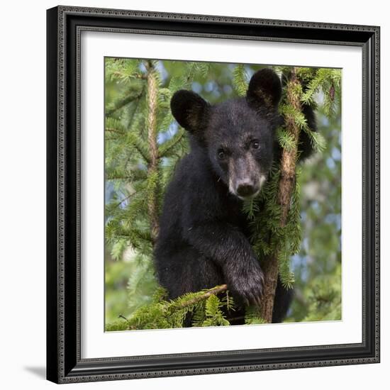 USA, Minnesota, Minnesota Wildlife Connection. Black bear in a tree.-Wendy Kaveney-Framed Photographic Print