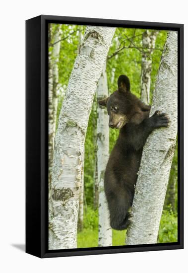 USA, Minnesota, Minnesota Wildlife Connection. Captive black bear cub climbing tree.-Jaynes Gallery-Framed Premier Image Canvas