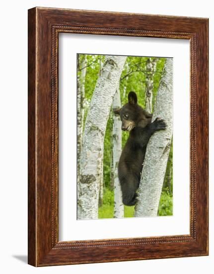 USA, Minnesota, Minnesota Wildlife Connection. Captive black bear cub climbing tree.-Jaynes Gallery-Framed Photographic Print